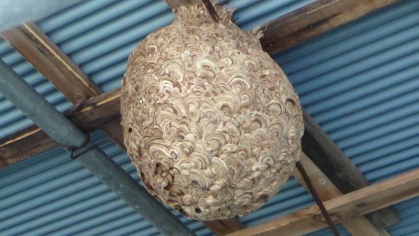 熊本の蜂の巣駆除は株式会社SSサービスへ！豊富な経験で培った安全確実な蜂の巣駆除技術と熊本県内最安の料金で、お客様に安心のサービスをお届けいたします。熊本市中央区、熊本市西区の蜂の巣駆除のことなら何でもぜひお任せ下さい。